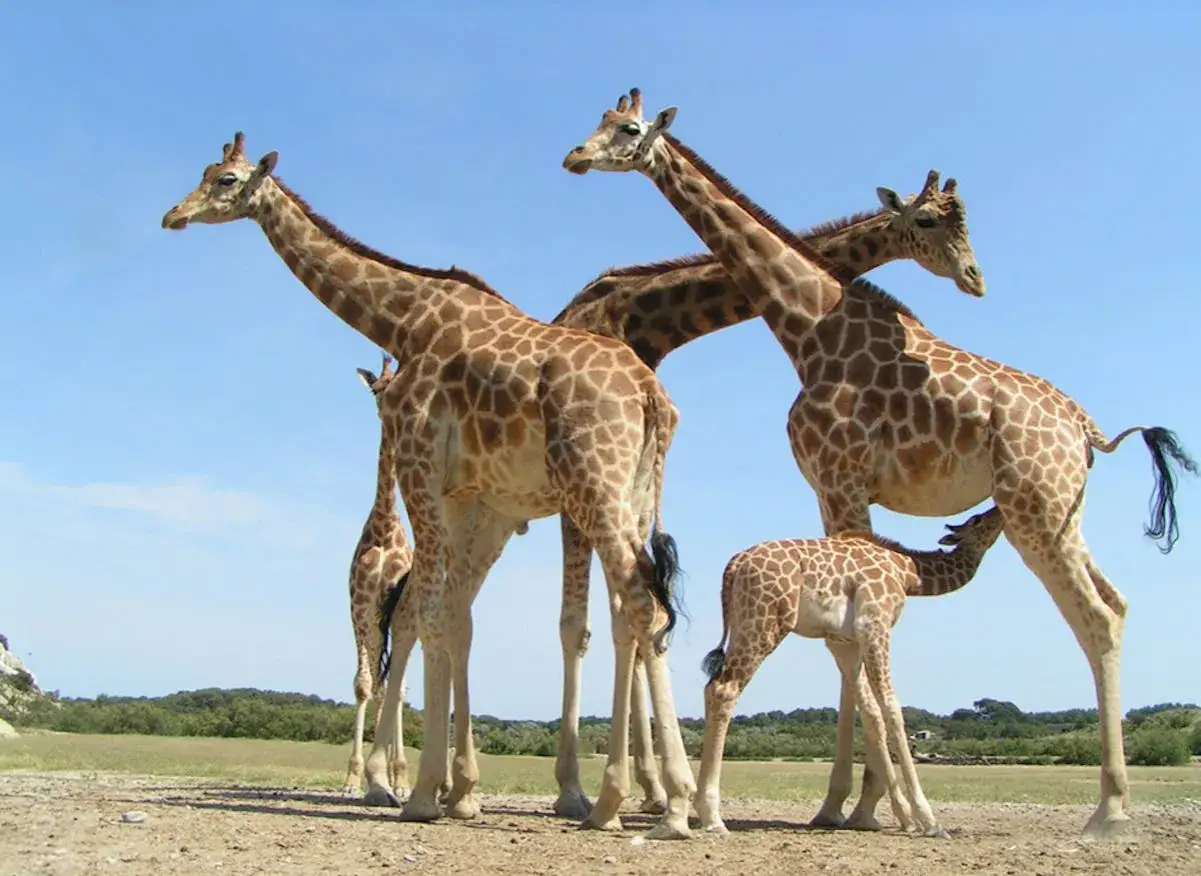 Une famille de girafes, un spectacle qui pourrait figurer dans le classement zoo France. Un b&eacute;b&eacute; girafe t&egrave;te sa m&egrave;re.