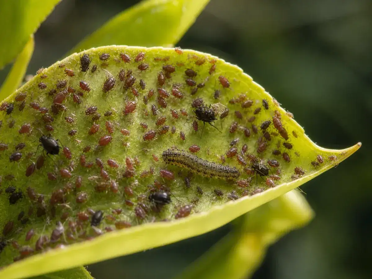 Une invasion de pucerons sur une feuille verte, avec une chenille parmi eux. On dirait une invasion de puceron dans la maison, mais c'est sur une plante.