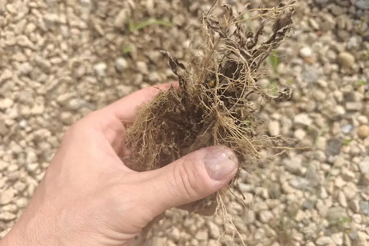 Main d'une personne tenant un plant mort aux racines s&egrave;ches, preuve d'un d&eacute;sherbant naturel qui tue les racines.