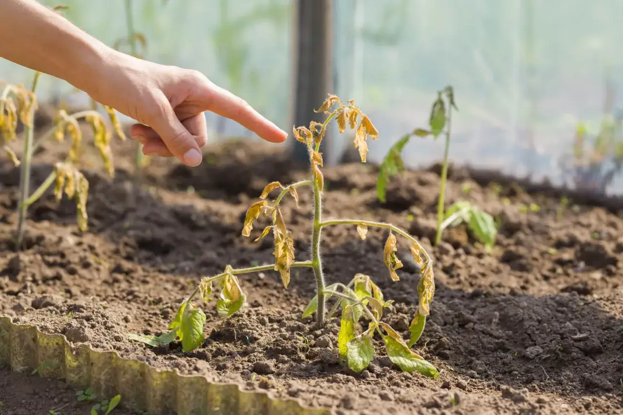 Main, doigt pointant un plant de tomate flétri dans une serre, victime des saints de glace.