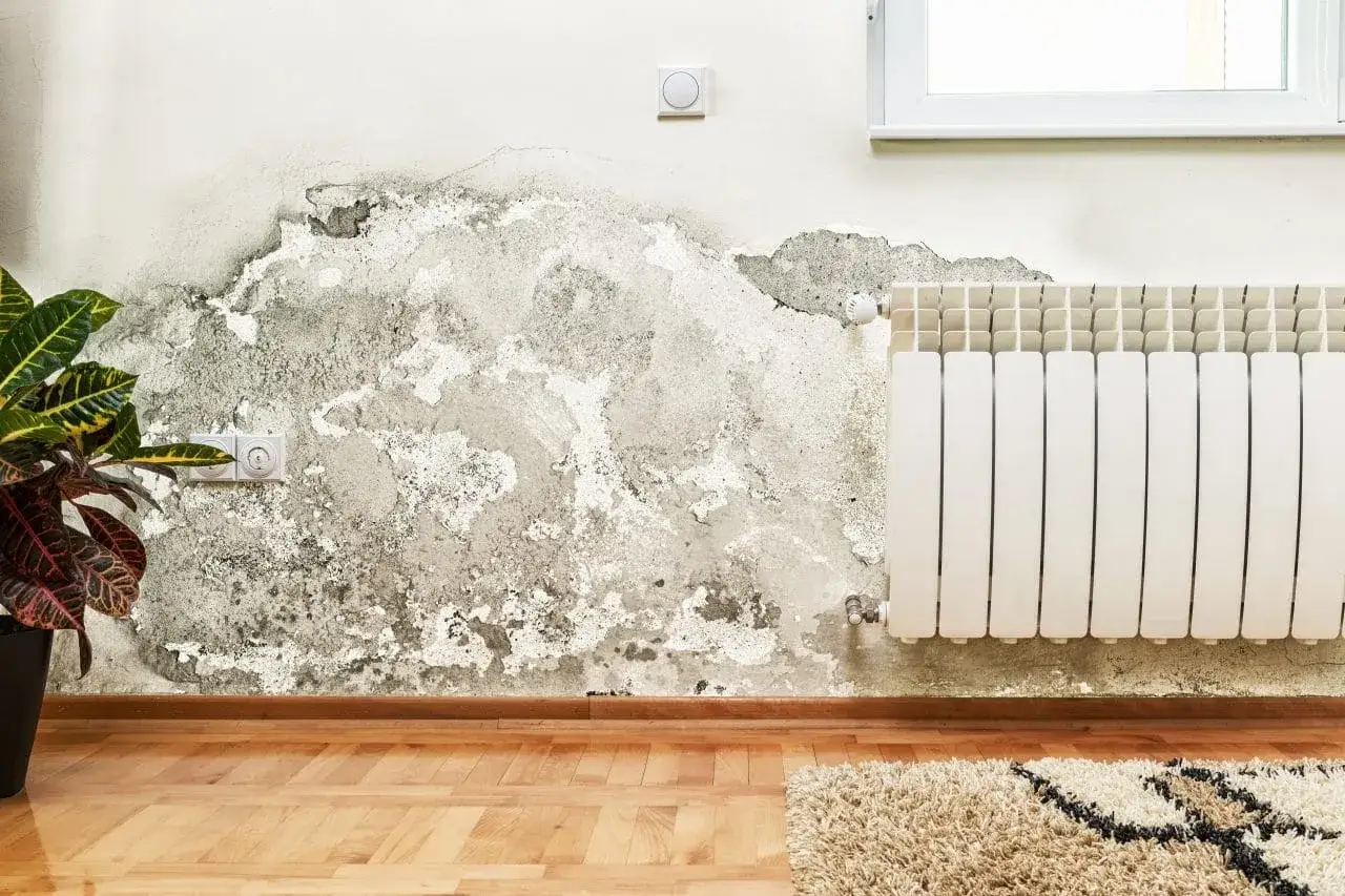 Moisissure et plâtre écaillé sur un mur, signe qu'il faut rénover un vieil appartement. Radiateur blanc, prise électrique et plante verte.