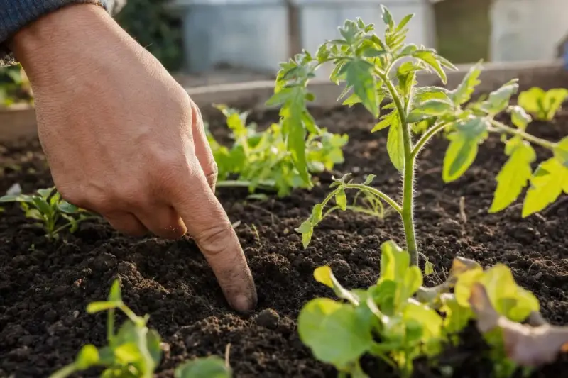 Main d'un jardinier plantant des jeunes pousses, espérant que les saints de glace n'apporteront pas de gelées tardives.