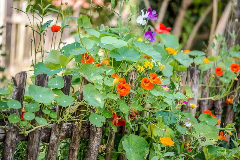 Jardin fleuri avec des capucines en jardinière grimpant sur une clôture en bois. Des fleurs orange vif et des feuilles rondes dominent la scène.