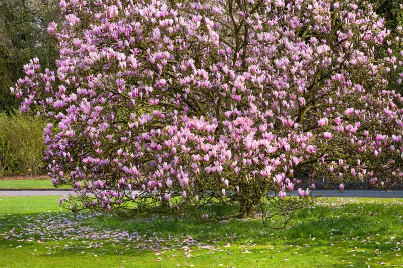 Magnifique magnolia en pleine floraison rose, ses pétales tombés jonchent la pelouse verte. Un spectacle qui donne envie de planter un magnolia.